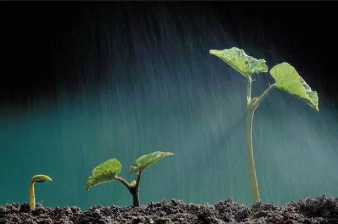 廣州花木租擺